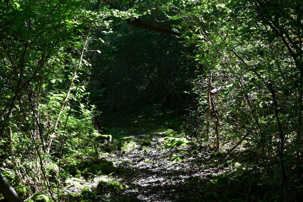 교레리 휴양림 생태숲 관련 이미지 8