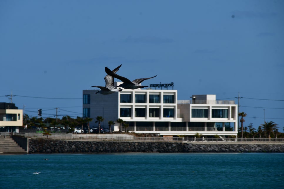 하늘 날다 관련 이미지 6