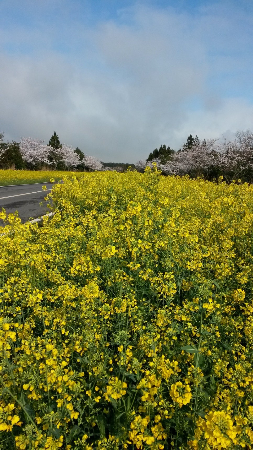 쫄븐갑마장길 유체꽃 벗꽃 대박 관련 이미지 3