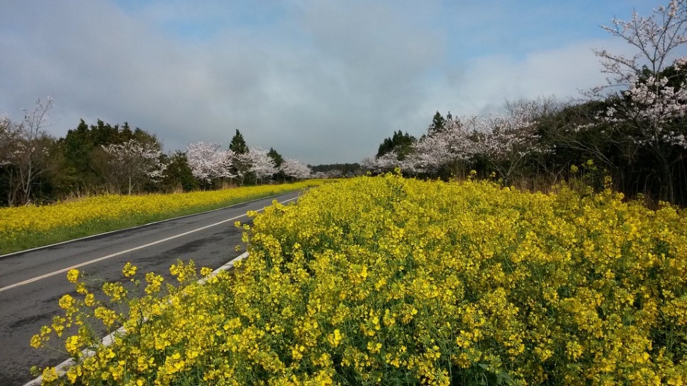 쫄븐갑마장길 유체꽃 벗꽃 대박 관련 이미지 5