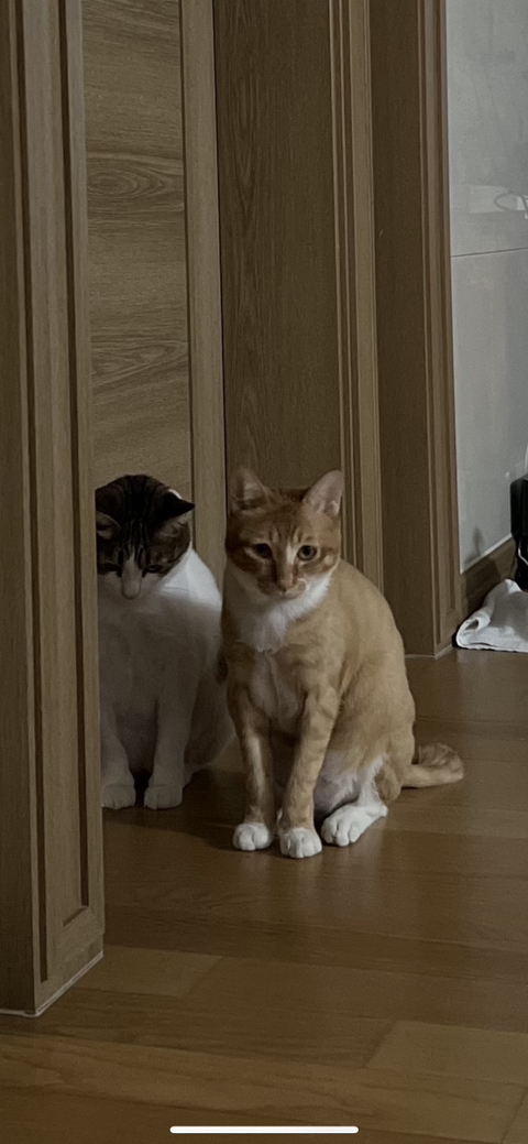 우리집 돼냥이예요 관련 이미지 3