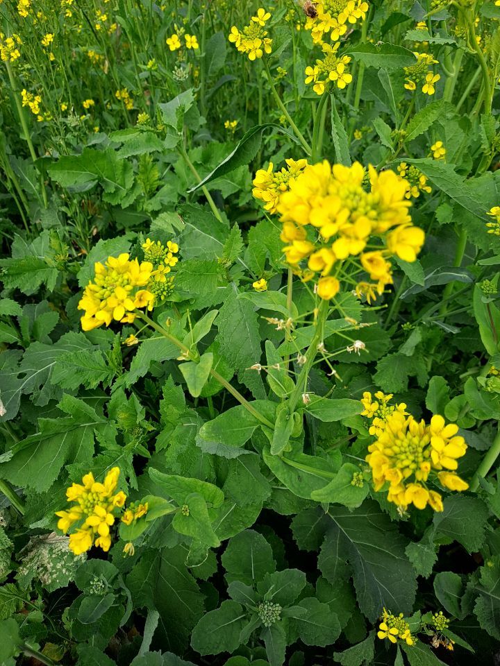 유채꽃~~너!!!참 반갑다~~^^ 관련 이미지 6