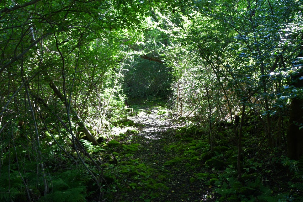 교레리 휴양림 생태숲 관련 이미지 9