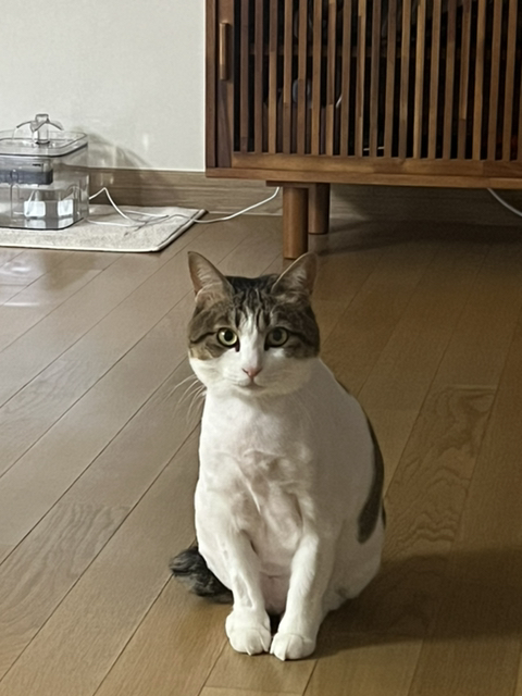 우리집 돼냥이예요 관련 이미지 1