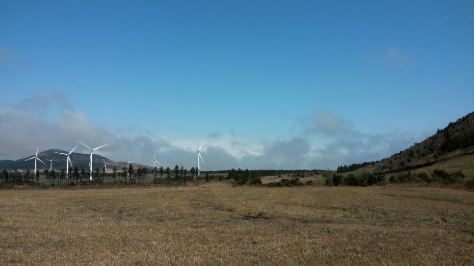 쫄븐갑마장길 유체꽃 벗꽃 대박 관련 이미지 11