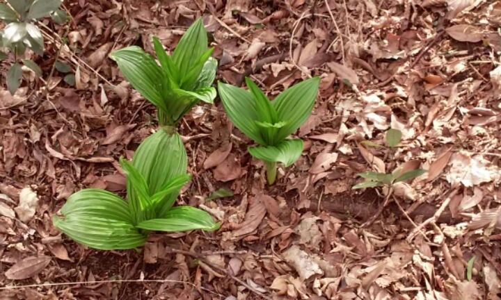 왕이메오름 관련 이미지 11