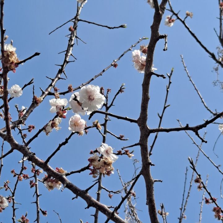 유채꽃~~너!!!참 반갑다~~^^ 관련 이미지 9