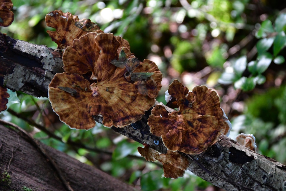 교레리 휴양림 생태숲 관련 이미지 6