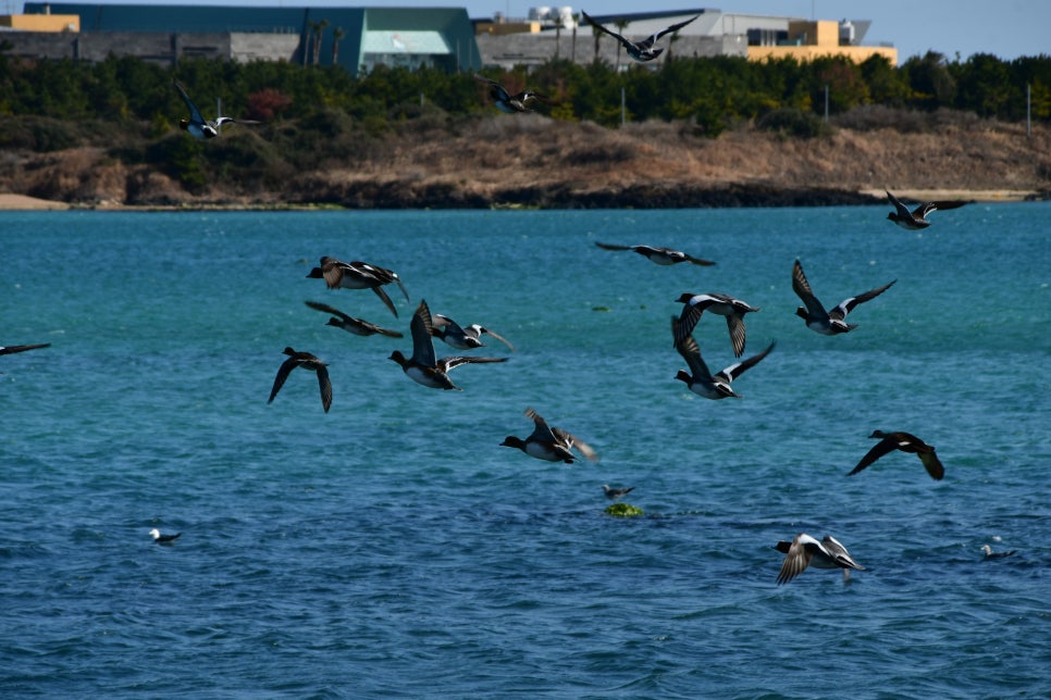 하늘 날다 관련 이미지 3