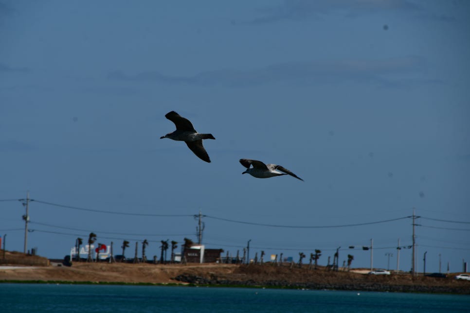 하늘 날다 관련 이미지 5