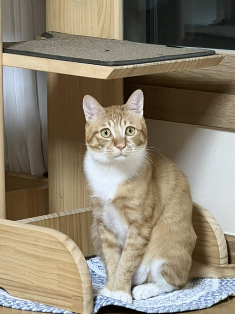 우리집 돼냥이예요 관련 이미지 2