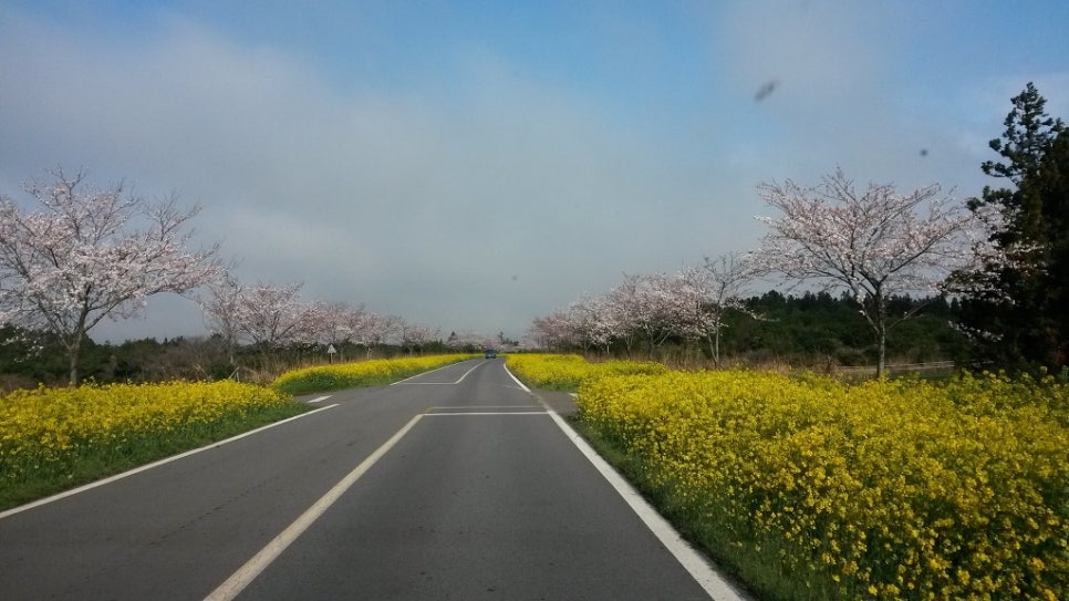 쫄븐갑마장길 유체꽃 벗꽃 대박 관련 이미지 8