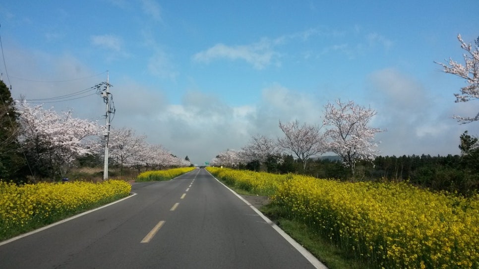 쫄븐갑마장길 유체꽃 벗꽃 대박 관련 이미지 7