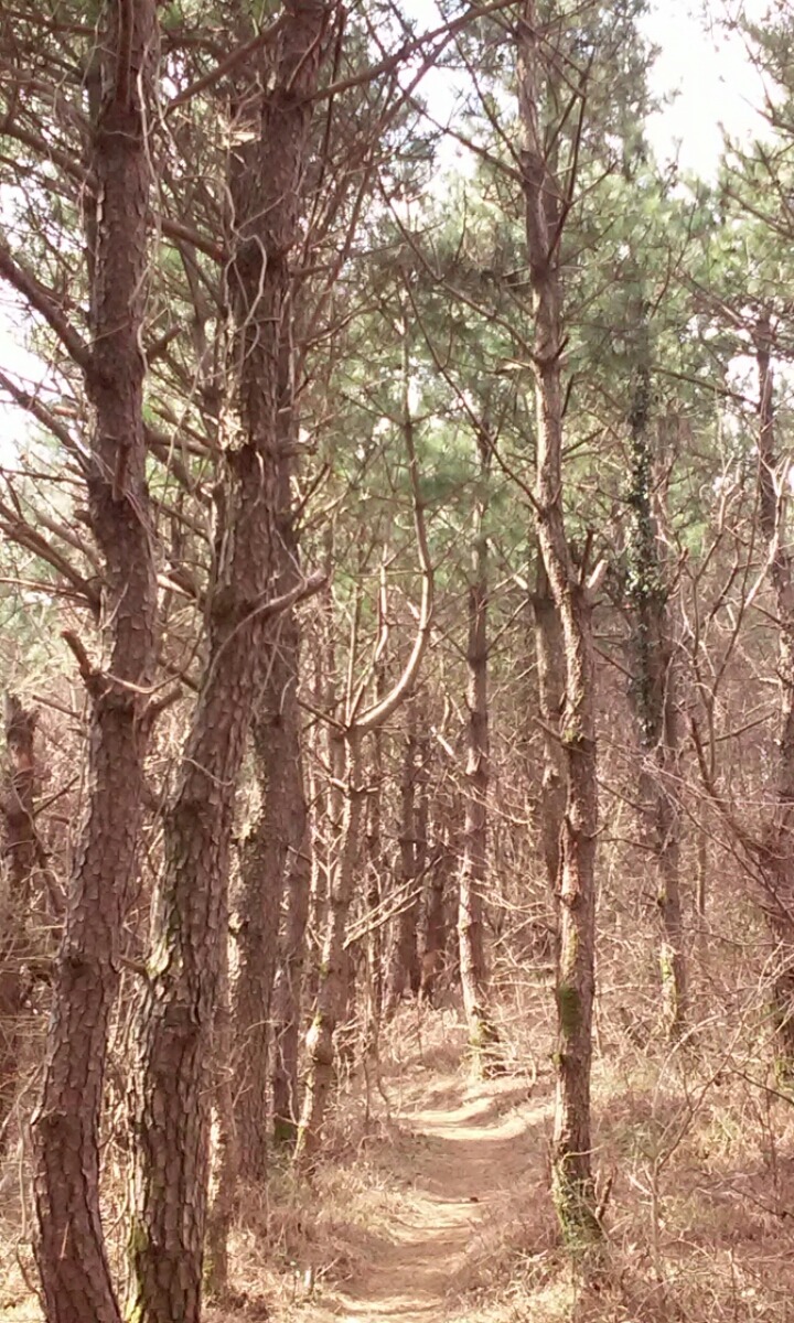 왕이메오름 관련 이미지 7