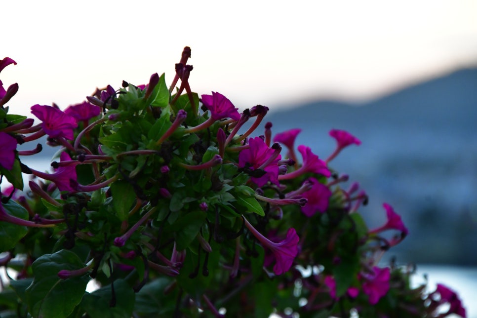 제주의 아침 바당 관련 이미지 1