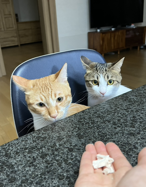 우리집 돼냥이예요 관련 이미지 4