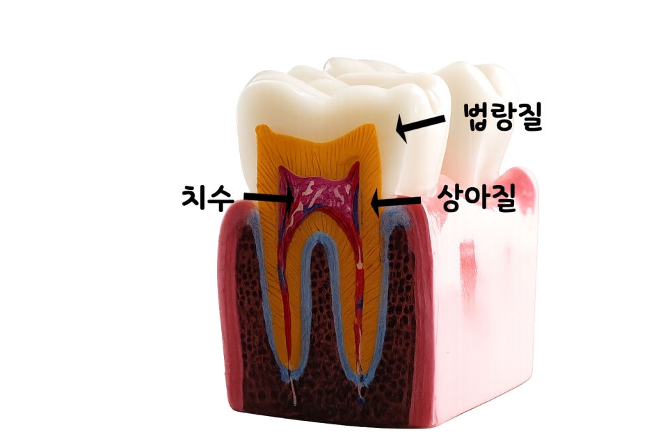 연세초록빛 치과 , 치아 진료 시 환자들이 궁금해하는 질문: 엑스레이(X-ray) 촬영은 왜 필요할까? 관련 이미지 2